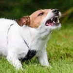 Dog6 Dog6