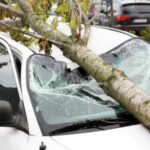 TreeOnCar TreeOnCar