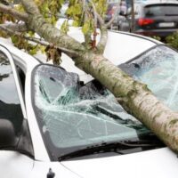 TreeOnCar TreeOnCar