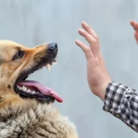 A Male German Shepherd Bites a Man by the Hand