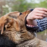 Ocala Dog Bite Lawyer