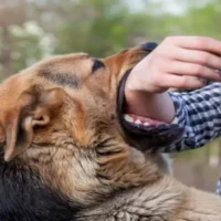 Ocala Dog Bite Lawyer
