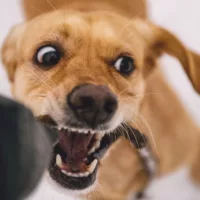 Newberry Dog Bite Lawyer