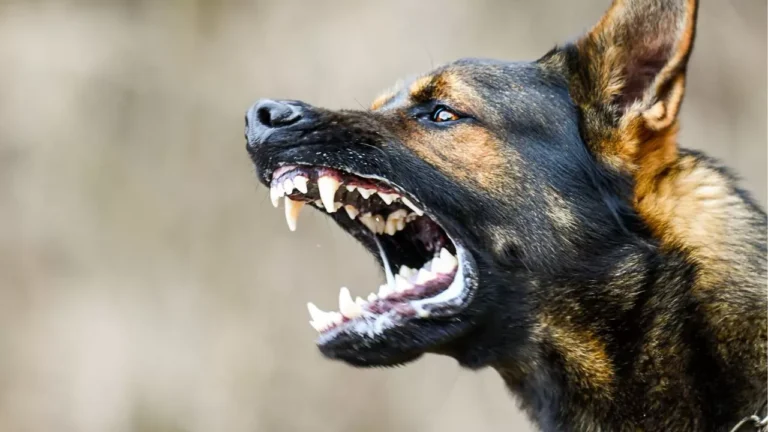 Do I Need a Lawyer for a Dog Bite?