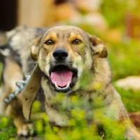 The Villages Dog Bite Lawyer