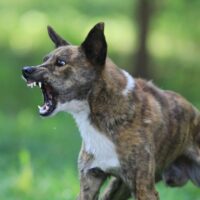 Florida Dog Bite Lawyer
