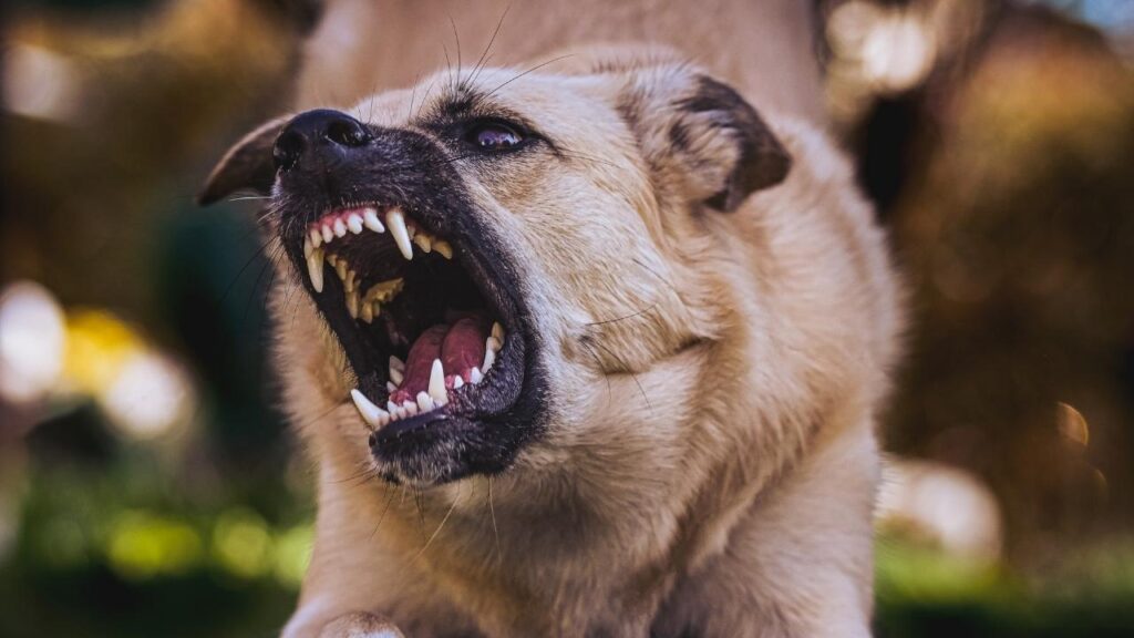 Florida Dog Bite Laws