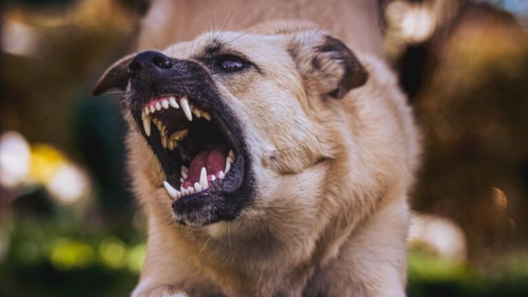 Florida Dog Bite Laws