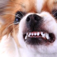 Fairfield Dog Bite Lawyer