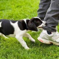 Orange Springs Dog Bite Attorney