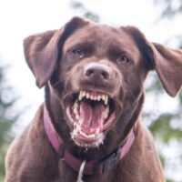 Citra Dog Bite Attorney
