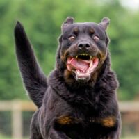High Springs Dog Bite Attorney