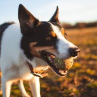 Melrose Dog Bite Attorney
