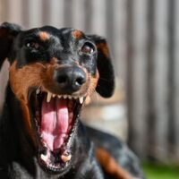 Ojus Dog Bite Attorney