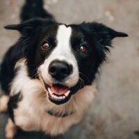 Miramar Dog Bite Attorney