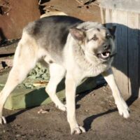 Orlando Dog Bite Attorney