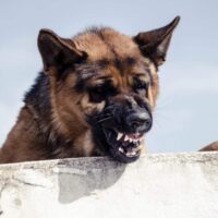 Tampa Dog Bite Attorney