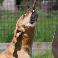 Miami Dog Bite Attorney