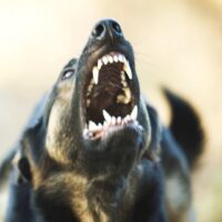 Jonesville Dog Bite Attorney Jonesville Dog Bite Attorney