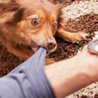 Pembroke Pines Dog Bite Attorney Pembroke Pines Dog Bite Attorney