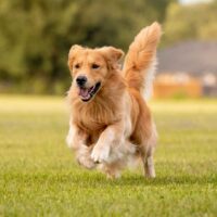 Sunrise Dog Bite Attorney Sunrise Dog Bite Attorney