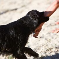 Coral Springs Dog Bite Attorney Coral Springs Dog Bite Attorney