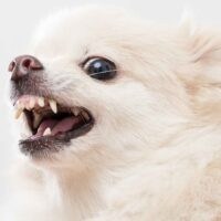 Cooper City Dog Bite Attorney